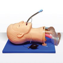 기도확보실습모형 my-51 (라링고스코프 포함)/폐확장기능/기도확보/동공확대검사/Air-Way
