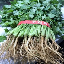 고수나물 1KG 실란트로 고수풀 코리앤더 고수