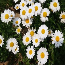 지엘파크 꽃씨 샤스타데이지씨앗1kg-약40평분량 여러해살이 개화기 5~7월