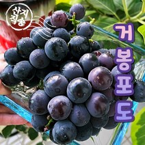 국내산 김천 거봉 포도 프리미엄 고당도 1kg 2수/2kg 4수/2kg 3수/2 kg 4수 선물용, 김천 거봉 2kg 3수 선물용