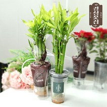 경성꽃집 특허화분 공기정화 식물키우기 개운죽, 개운죽 5p