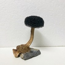 모스트리 분재 유목 활착 수족관 용품 어항 식물 이끼 나무 조경 나무 식물 뿌리 수생, 1 헤드 10cm