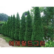 에메랄드그린 삽목1년묘(어린묘목) 20그루 나무 묘목 꽃나무 유실수 과일나무 조경수 울타리나무