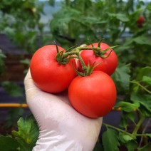 갑봉이네 가바 무농약 찰토마토 3kg, 단품