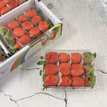 [산지직송] 생 딸기 달달한 하우스 설향 딸기 (대)사이즈, 500g, 4팩