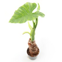 갑조네 공기정화식물 생화 화분 인테리어 식물 미세먼지제거 먼지정화, 알로카시아(소품), 1개