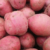 국내산 카스테라 홍감자 자주감자 붉은감자 3kg 5kg 10kg 산지직송, 속노란 홍감자 5kg 중대