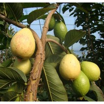 [이삽저삽] 슈퍼구아바나무화분(키140cm내외/7치화분포함) 5년생 왕구아바 열매 열대과일나무 건강나무식물/식용.약용식물 비타민C 엽산함유/ 관상용 반려식물 실내인테리어용