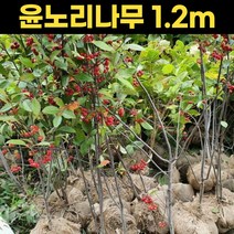 꼭지윤노리나무 1.2m 윤노리 열매 나무 관상용 원예