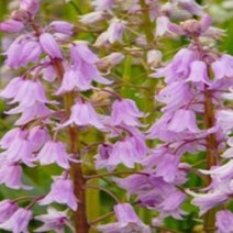 가을구근/블루벨-(로즈) 구근10개 b206