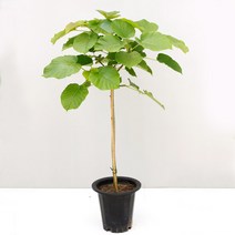 대형기본포트 휘커스 움베르타, 움베르타 대형포트, 1개