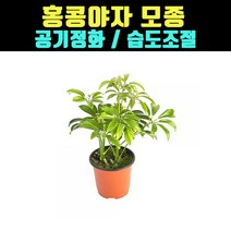 곰빵몰 홍콩야자 실내공기정화식물 umbrella tree