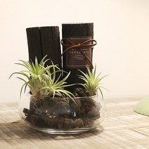 천연 가습기 글라스에 담긴 틸란과 숯 소.러브피어리, 글라스에담긴틸란과숯(小)