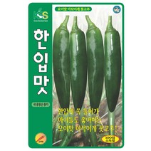 한입맛 풋고추씨앗 100립 오이고추씨, 한입맛풋고추, 1개