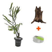 DIY 마이플랜츠 청크유목 볼비티스, 단품