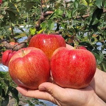 껍질째먹는 햇사과 가정용 선물용 못난이 흠집 꿀사과, 가정용사과10kg(45과내외)