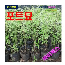 포트묘 바이텍스 3주