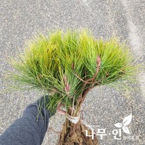 [나무인] 황금반송 묘목 10그루