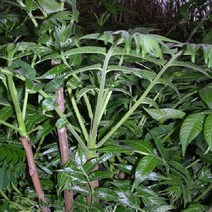 묘목/모종 참죽나무(참가중나무) 종자 1L R0328