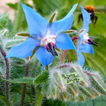 보리지 [4포트] (복남이네 야생화 모종 파란꽃 식용꽃) 일년생 허브