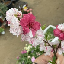 삼색도화나무 접목 1년생 특묘