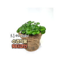 트리바이제이 워터코인키우기 실내공기정화식물 집에서키우기쉬운식물, 워터코인(분갈이 포트), 식물만