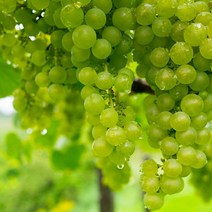 청포도농장 청포도2kg 포도 청포도재배 특급 망고포도 청포도나무 고씨네 청포도 씨없는청포도, 2kg