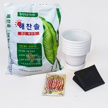 강낭콩키우기 재배세트 6인세트 식물키우기, 얼룩이강낭콩재배6회분세트(화이트)