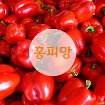 홍피망 10kg 신선농장, 홍피망(상) 10kg