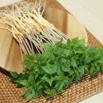 전남 무안 수경재배 새싹삼 중 50뿌리