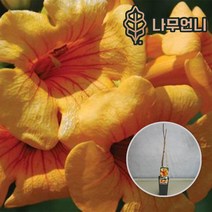 능소화 파이어트럼펫 골든트럼펫 플라바 플라멘코 c2 사각포트 나무언니, 골든트럼펫(노랑)