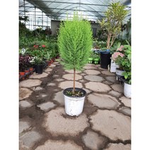 [근이네식물원]핫도그율마 토피어리율마, 1개