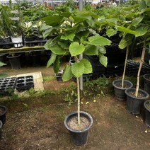 휘커스 움베르타 움베라타 외목대 130cm, 1개