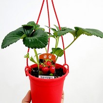 꽃나무팜 복숭아맛 금실딸기 걸이분 중소품 키우기쉬운식물 반려식물 딸기모종
