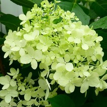 유럽 목수국 / 라임라이트 (나무수국) 가장 대중적이며 인기품종 / 쉬운재배 노지월동가능 FG300, 1개