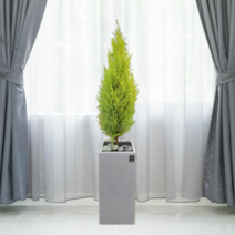 에코플랜트 공기정화식물 개업축하화분 인테리어화분 [서울.경기 평일 당일배송][지방 익일 택배도착]<토요일 오후 일요일 주문건 월요일배송>, 25. 율마 회색, 1개” class=”wr-img”></a></div></p></div></p></div></p></div><div class=