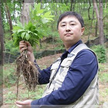 서민갑부 6시내고향 유재덕의 산양산삼 산양삼 장뇌삼 산삼 부모님선물 10년근 10년산 12년근 12년산 파삼 자연산 야생산삼 자연산삼 어버이날 회갑 환갑 어르신 선물, 12년산 A+급 4뿌리(총 8뿌리)