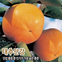 감나무 단감나무 태추단감 배단감 2년생 분묘, 1개