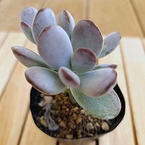 방울복랑 키우기 쉬운 예쁜다육 랜덤발송1-30, 단품, 1개