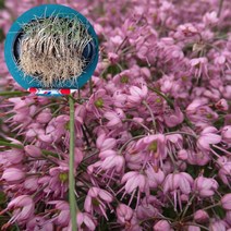 두메부추 산부추 분홍꽃 구근 50구 노지월동식물 가을꽃 야생화 포트 화분, 1개