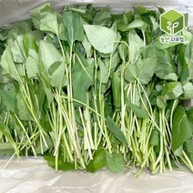 국내산 봄나물 생취나물 4kg, 1개