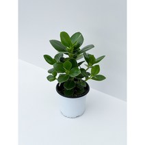 펠리체가든 크루시아 쿠루시아 15cm 화분, 1개