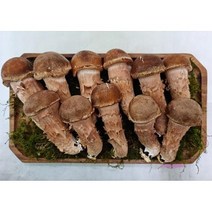 MMSc_송이버섯 1Kg 표고 건강식 성인병예방 기정용 프리미엄 명절 수험생 어르신qrs668