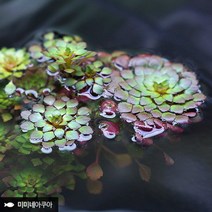루드위지아 세디올데스 1줄기 (부상수초 수생식물)-미미네아쿠아, 단품