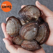 제철 피조개 국내산 남해안 피꼬막, 피조개 3kg, 1개