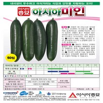 A-아시아미인 50립