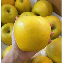 시나노 골드 스위트 사과 황금사과 노란사과 3kg 5kg 10kg 2kg, 5kg (정품 d.중과 17과 내외)