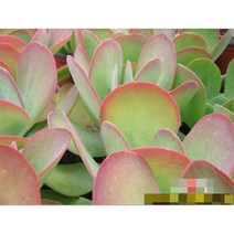 다육식물/선인장 당인 갈색플라스틱모종 4개 (L0339)