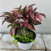 홍공작 만냥금( 중품) 묵은둥이 이에요 색상이 이뼈요