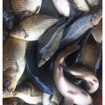 붕어 8kg 국내산 액기스 매운탕 찜 집들이 회식 보양식 재료 달인직판 민물나라, 손질안된 냉동 10kg, 1개